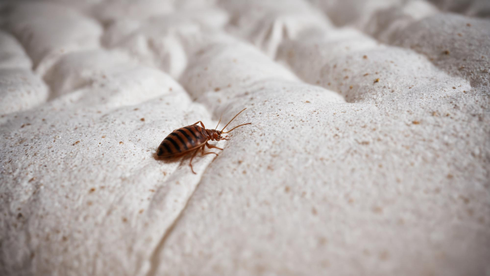 Say Goodbye to Swarming Mosquitoes