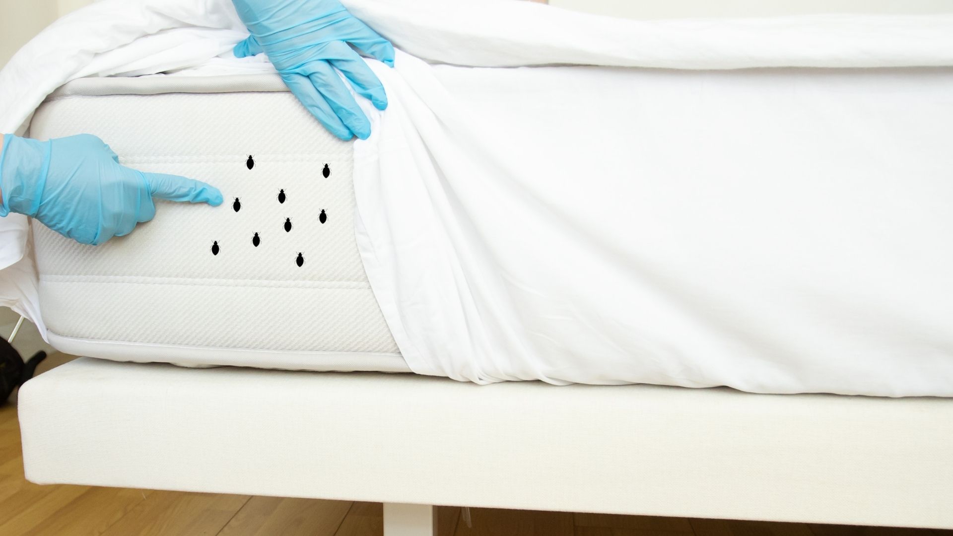 Bed Bug Inspection