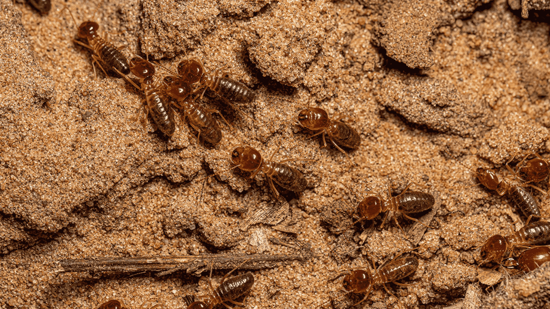 Early Spring Pest Prevention: Getting Ahead of Termite Swarm Season