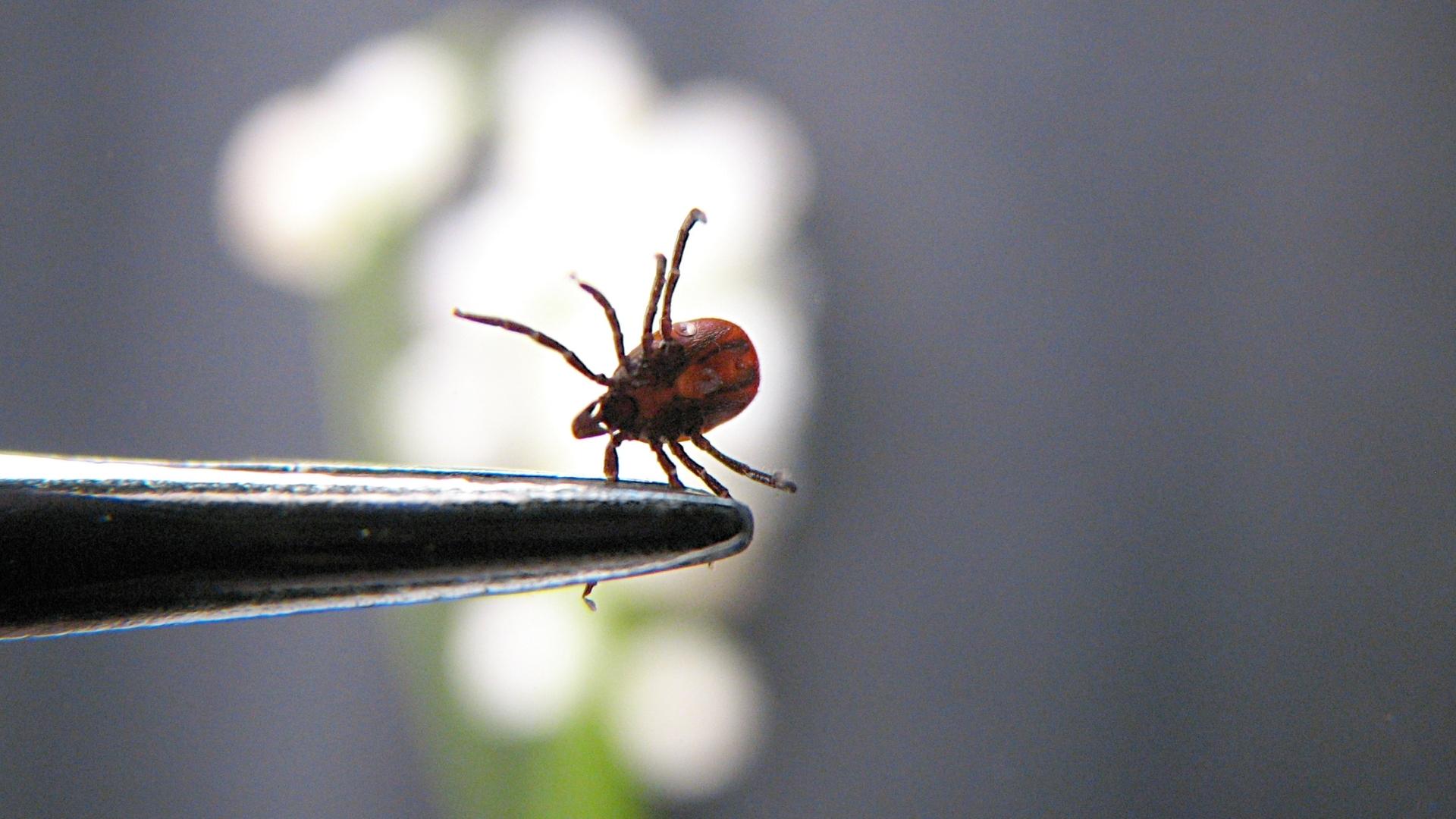 Flea and Tick Control