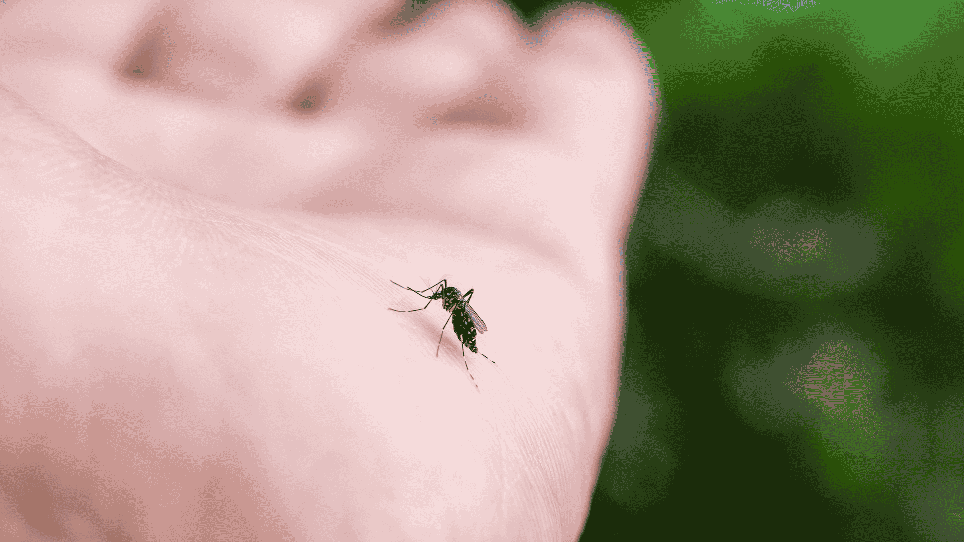 Mosquito Control in Garner, NC