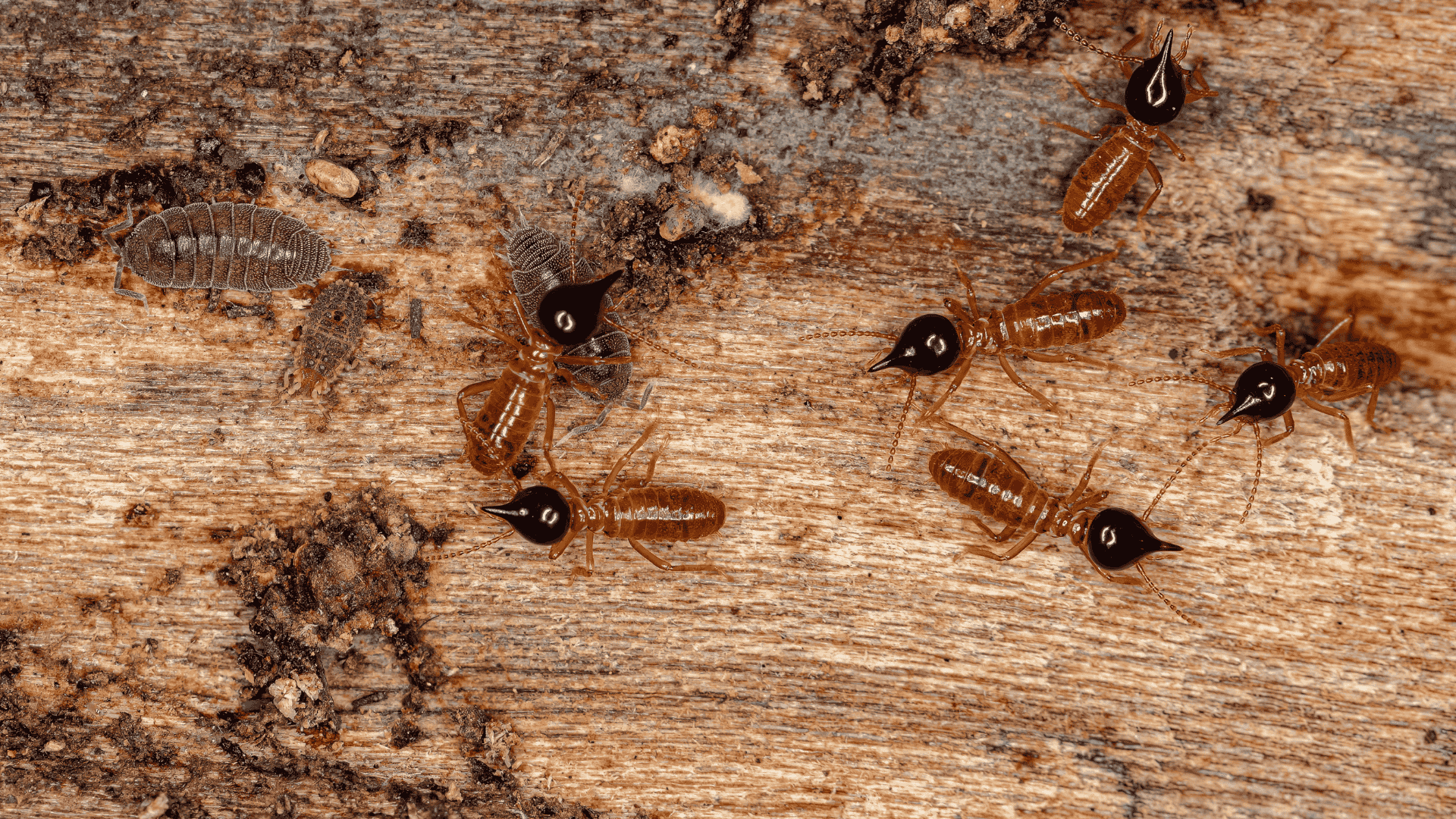 Pre-Spring Termite Inspection in Raleigh, NC