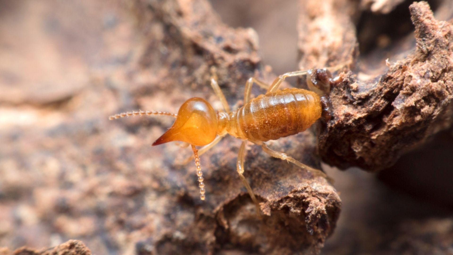 Termite Inspection in Cary, NC