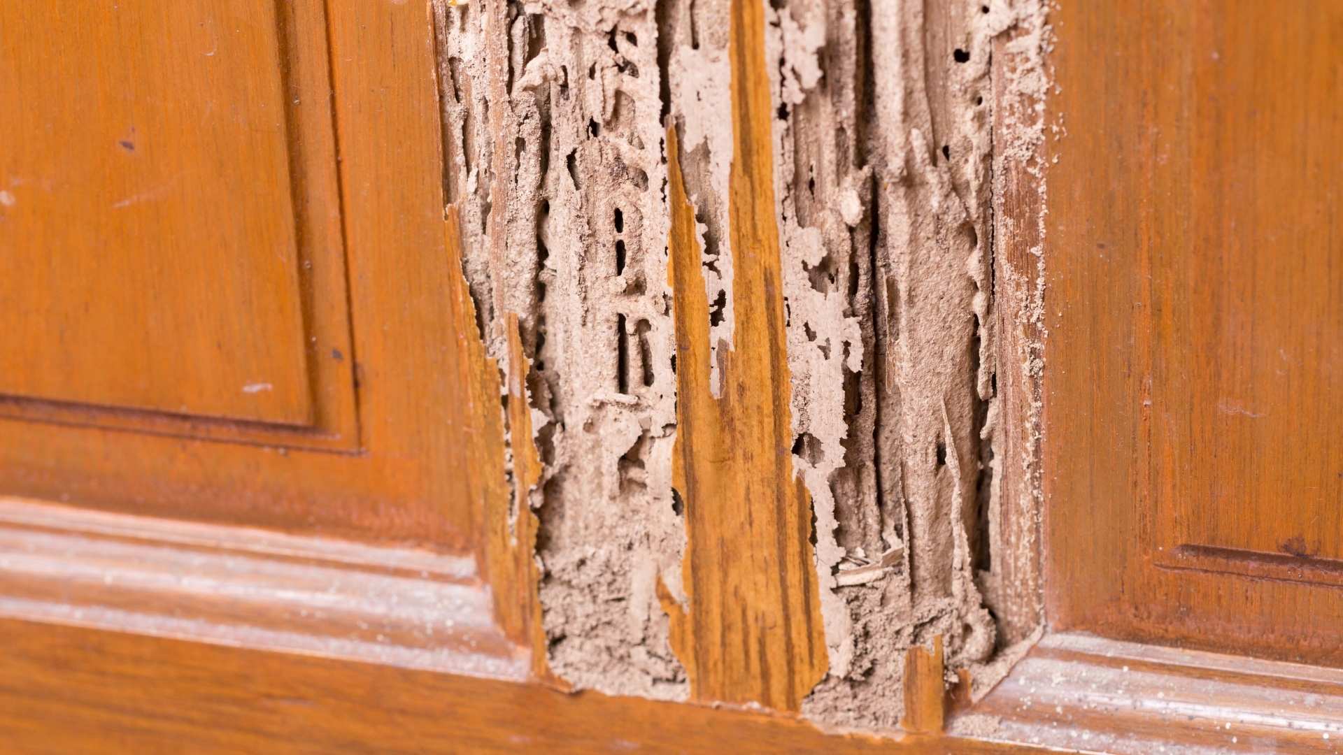 Termite Treatment in Knightdale, NC