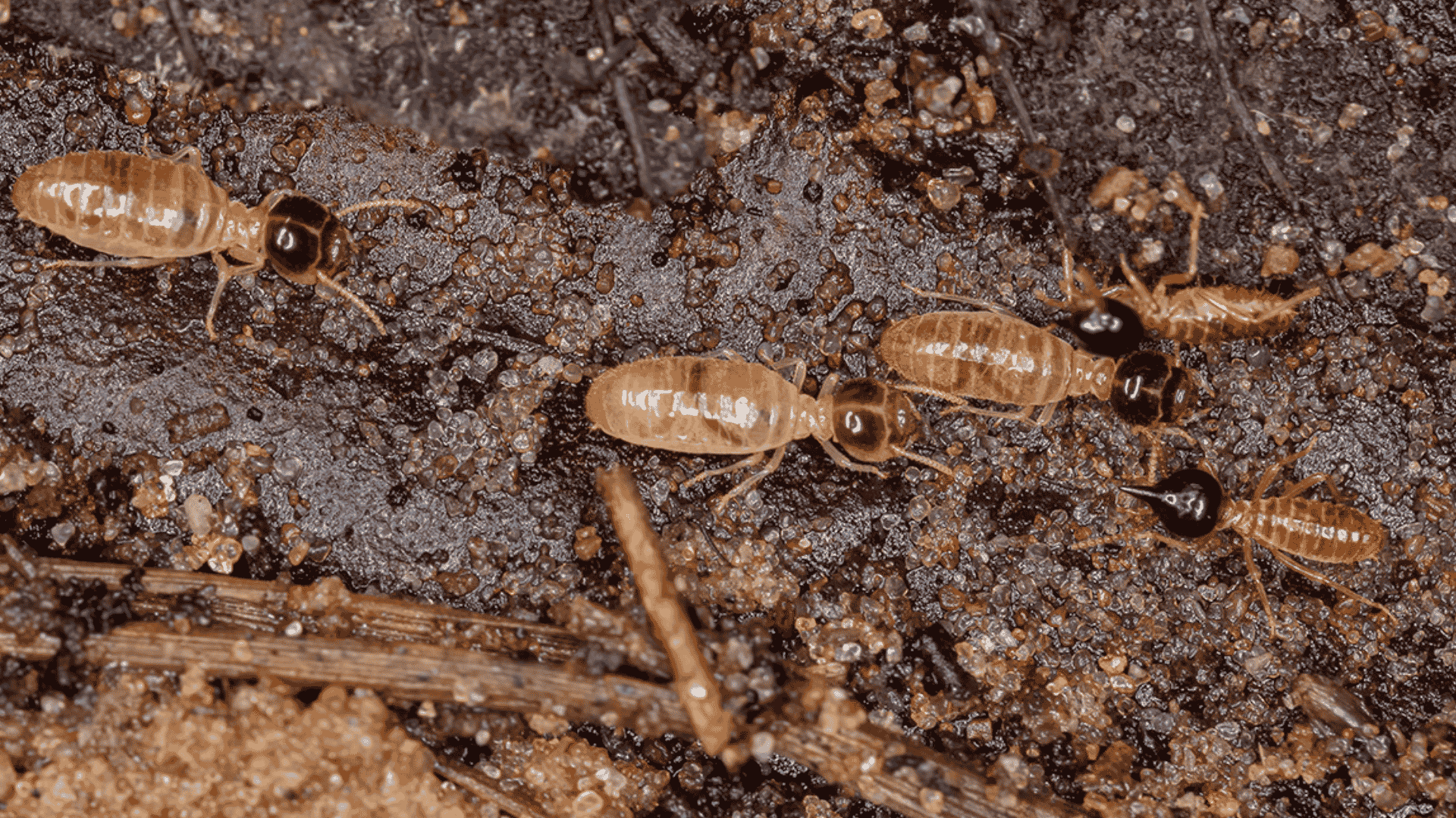 Why a Termite Warranty Is the Insurance Your Homeowner