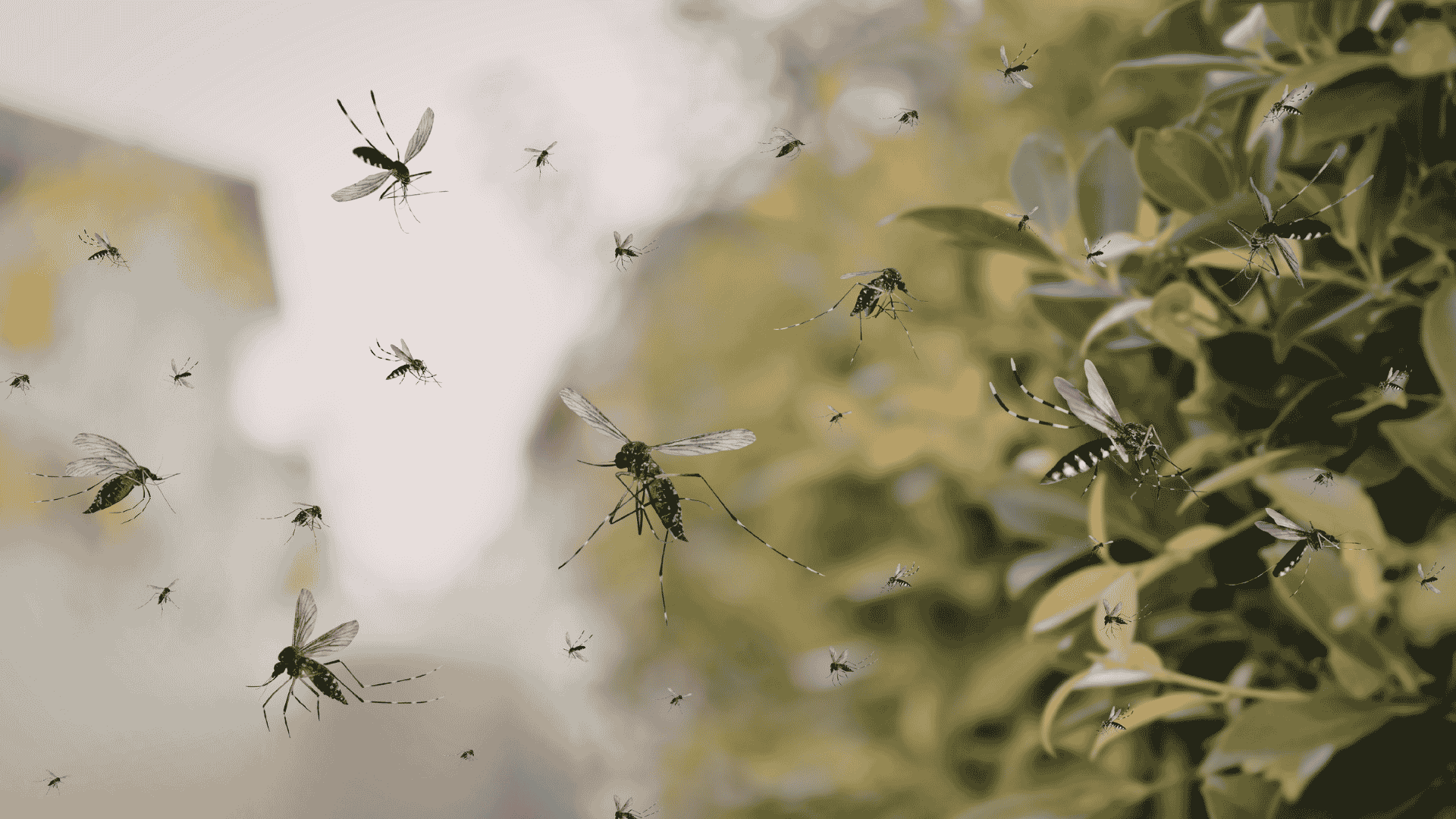 Mosquito Control in Cary, NC