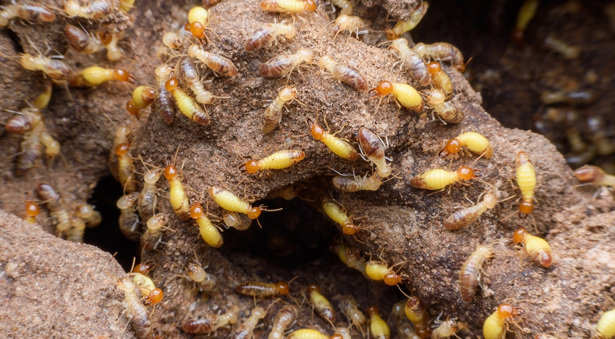 Liquid Termite Treatment vs. Bait Stations: Which Protects Your Home Better?