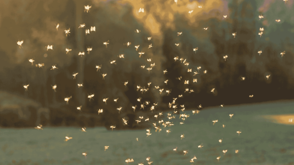 Mosquito Control in Apex, NC