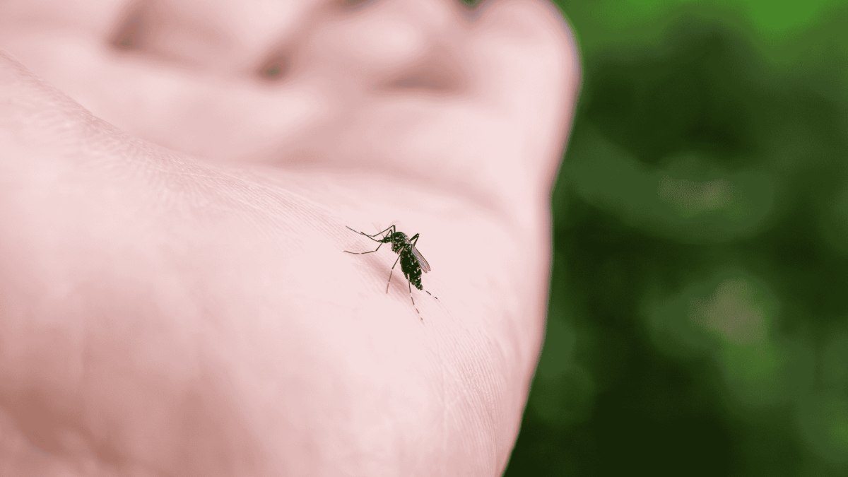 Mosquito Control in Elon, NC