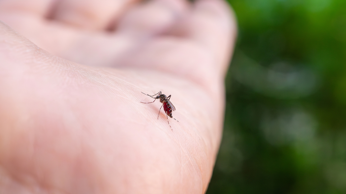 Mosquito Control in Green Level, NC