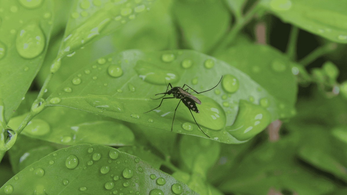 Mosquito Control in Haw River, NC
