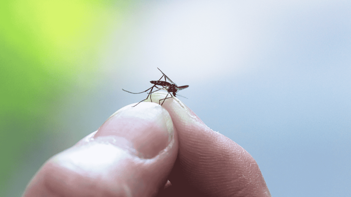 Mosquito Control in Mebane, NC