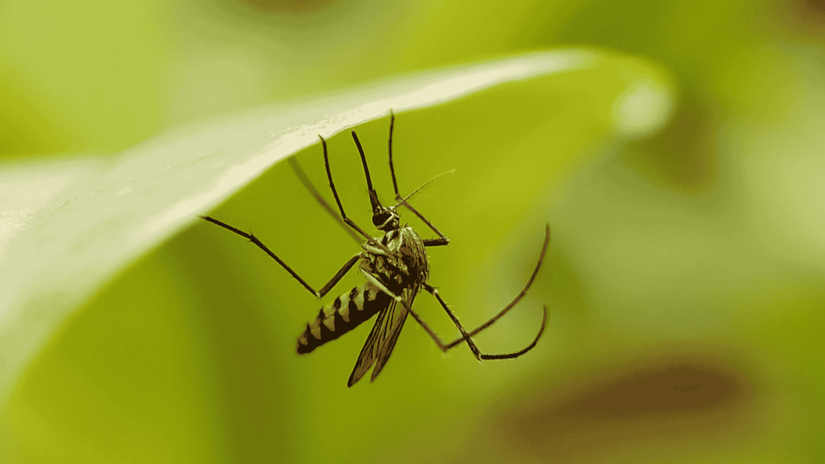 Mosquito Control in Swepsonville, NC