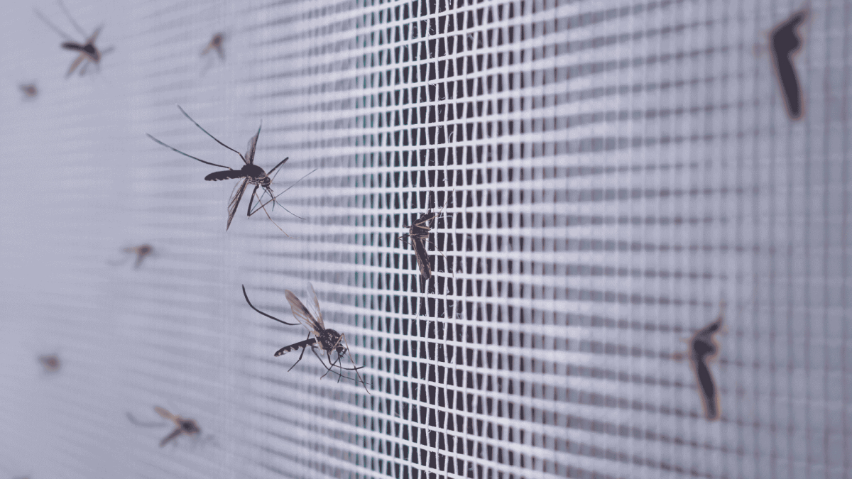 Mosquito Control in Wake Forest, NC