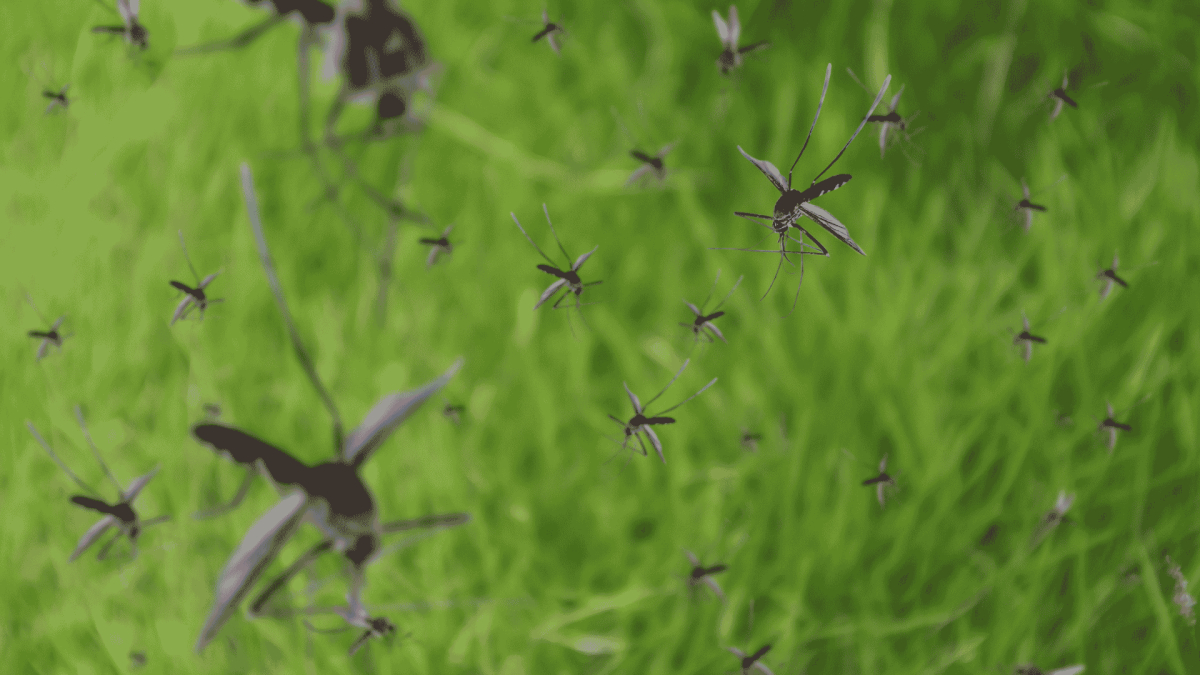 Mosquito Control in Whitsett, NC