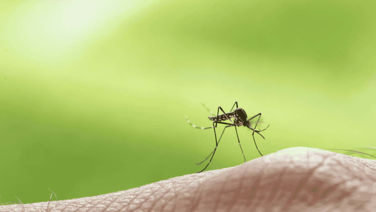 Mosquito Season in North Carolina: When It Starts and How to Prepare