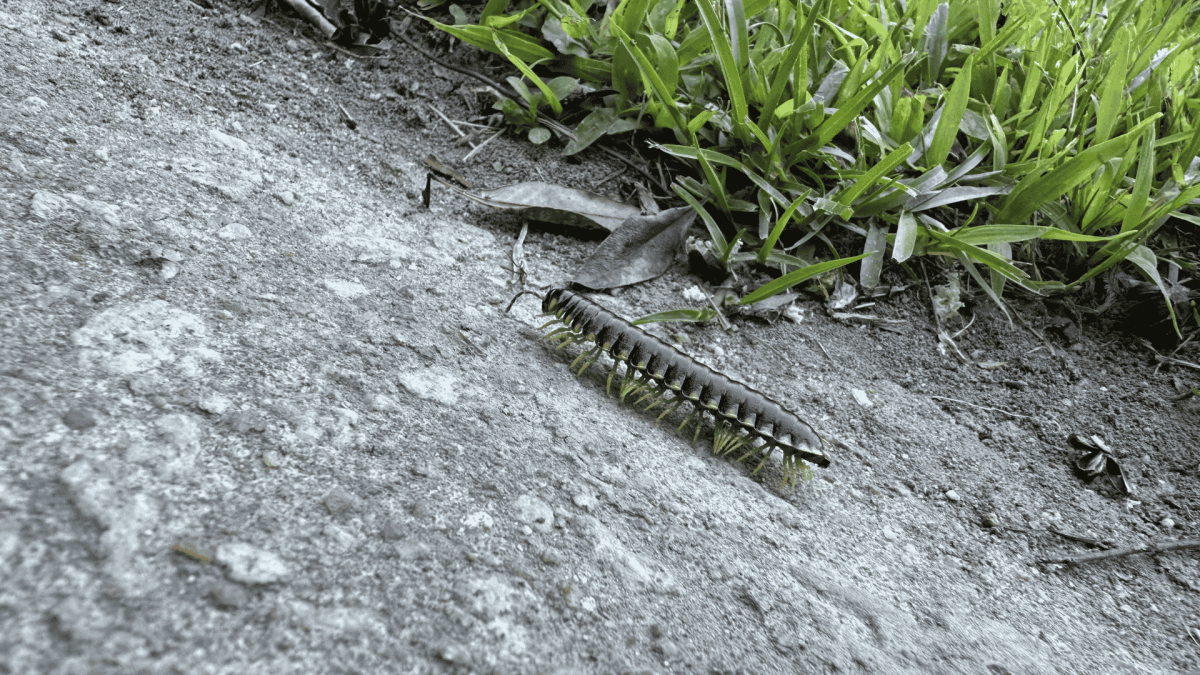 Pest Control in Graham, NC