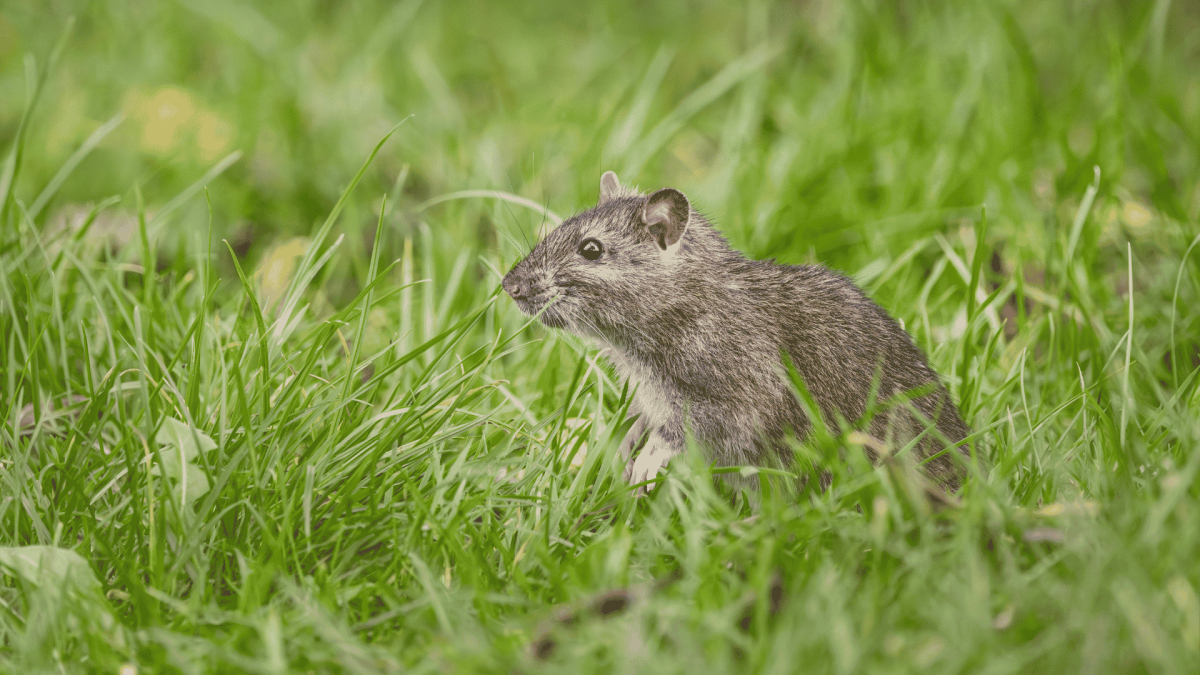 Pest Control in Haw River, NC