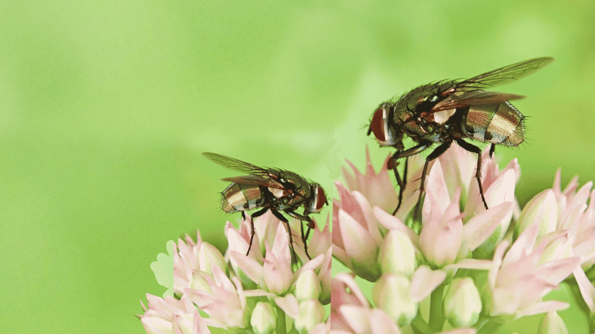 Pest Control in Swepsonville, NC
