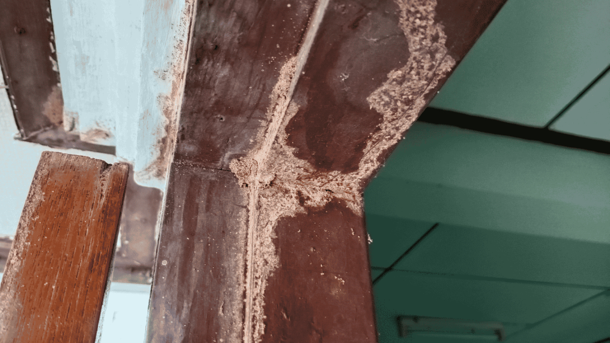 Termite Treatment in Elon, NC