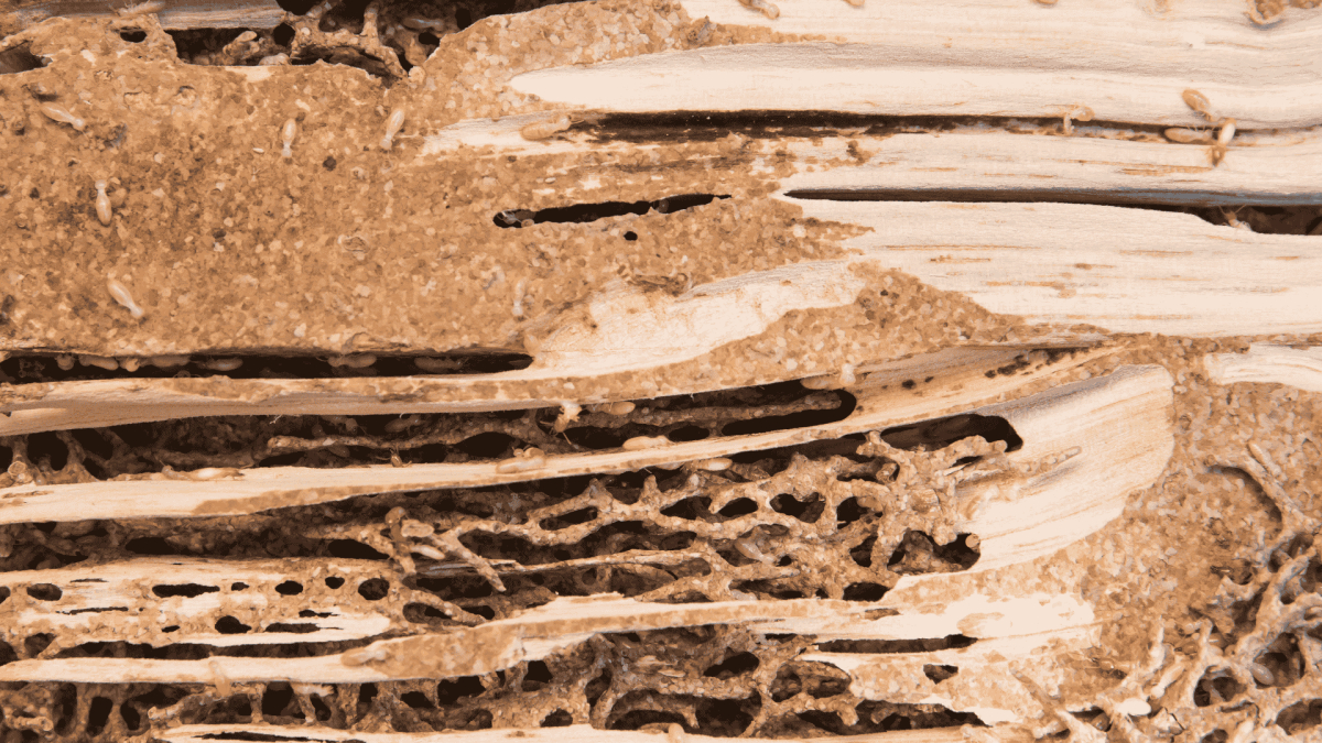 Termite Treatment in Garner, NC