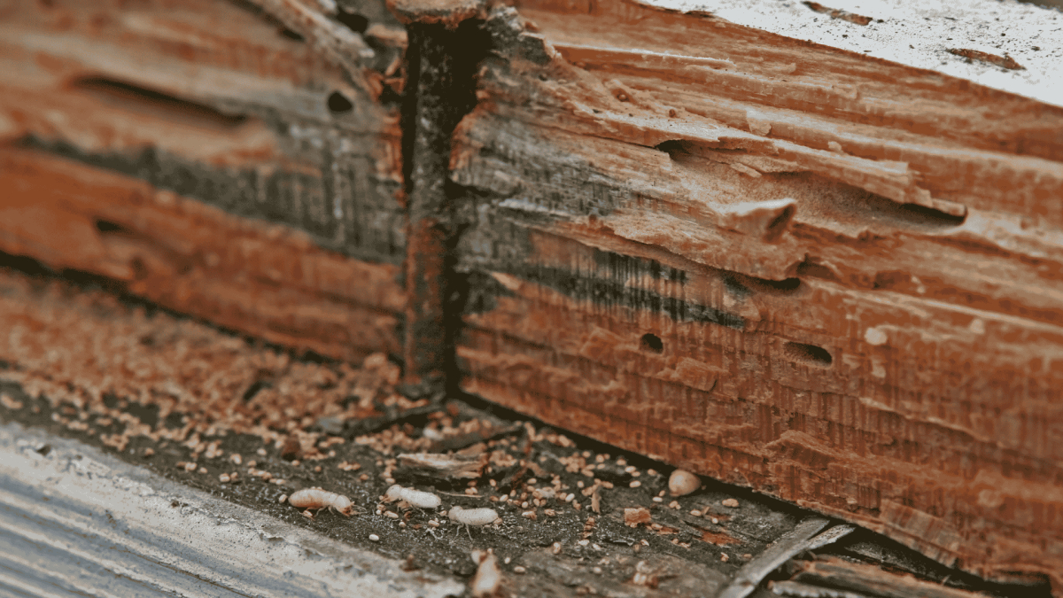 Termite Treatment in Gibsonville, NC