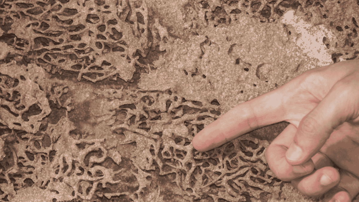 Termite Treatment in Green Level, NC