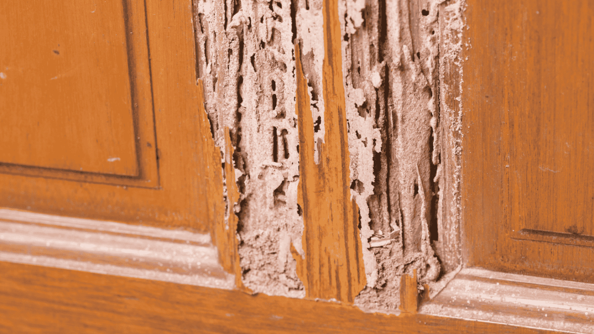 Termite Treatment in Mebane, NC