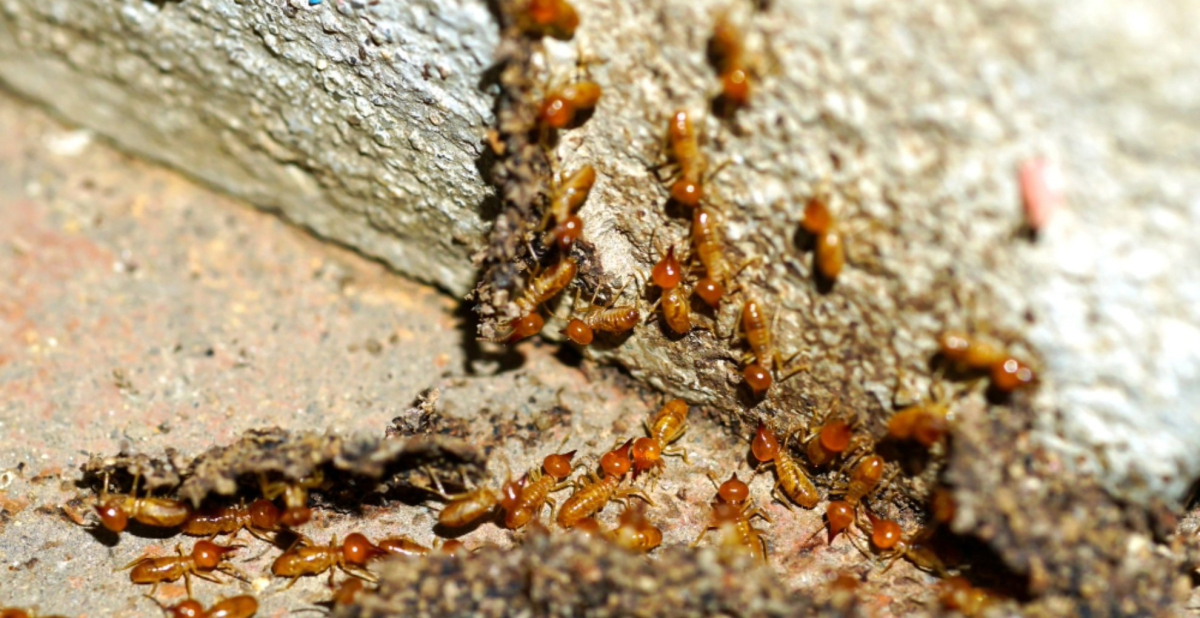 Termite Treatment in Rolesville, NC