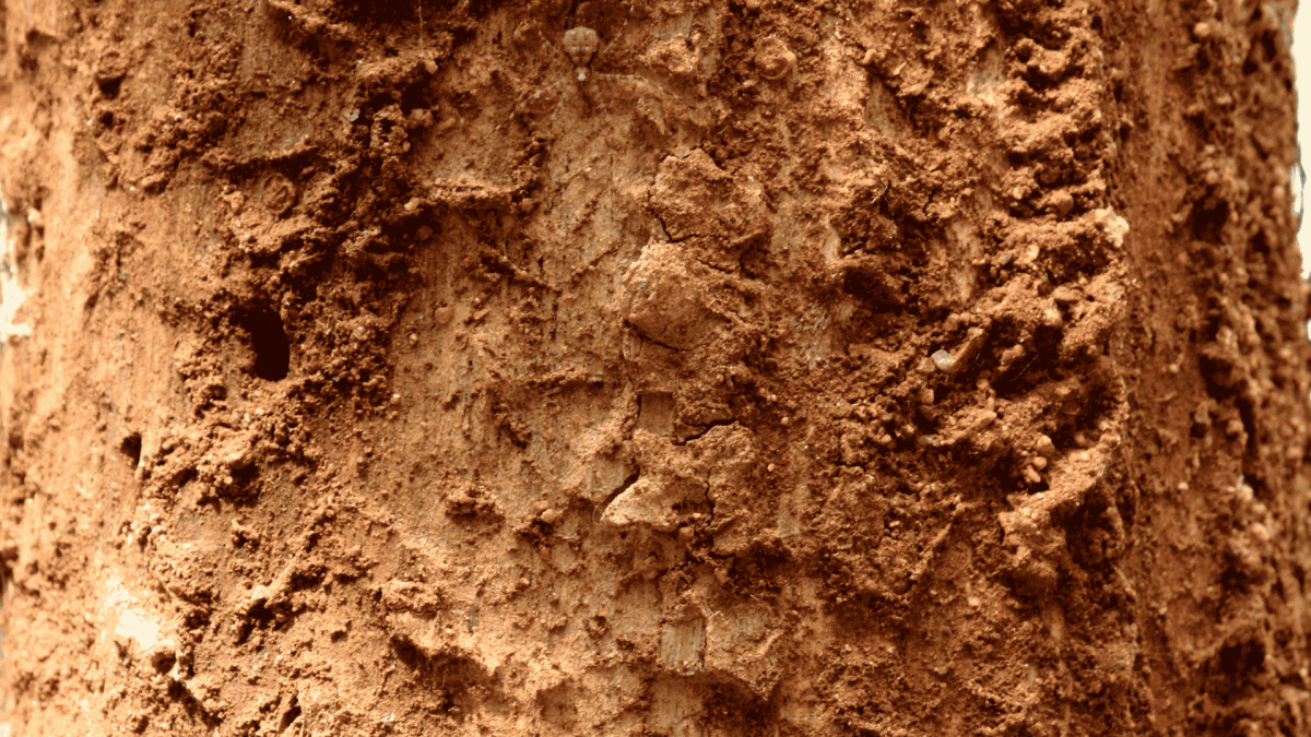 Termite Treatment in Swepsonville, NC