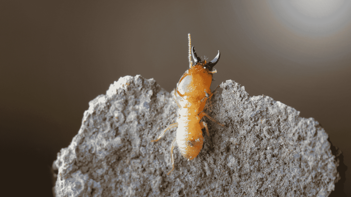 Termite Treatment in Whitsett, NC