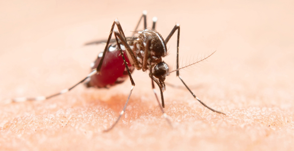 Why Add Mosquito Control to Your Existing Pest Plan