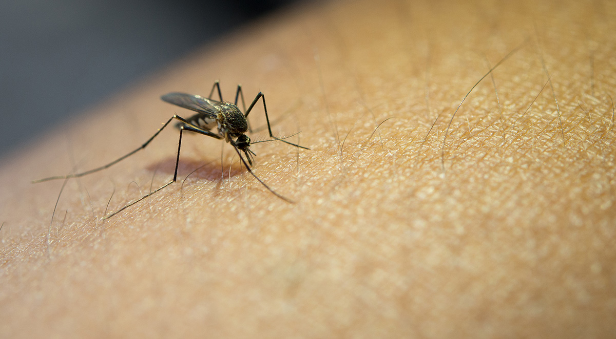 What Makes You Appealing To Mosquitoes?