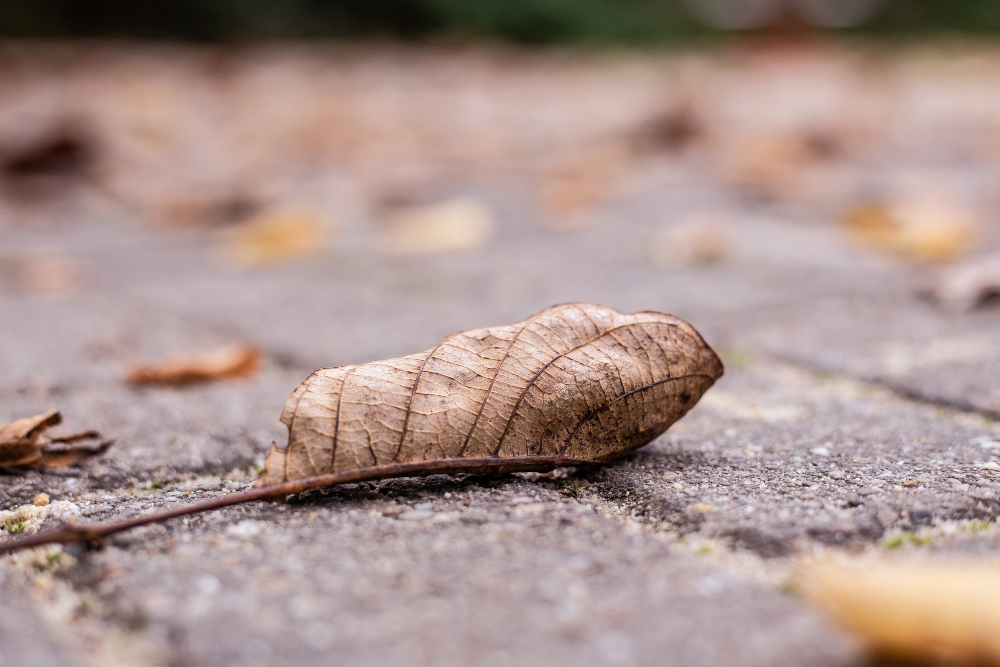 fall_leaf_on_ground image Fall Pest Prevention in Raleigh, NC
