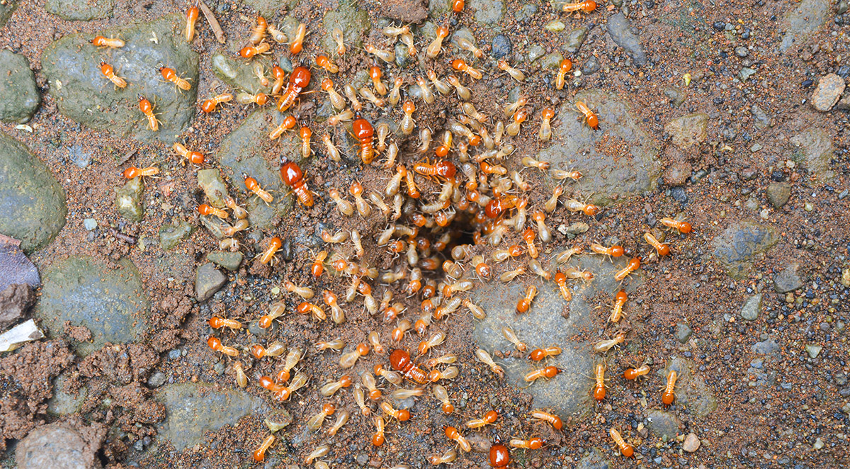 understanding_termite_swarm_season_in_NC image The risk is higher than many homeowners realize