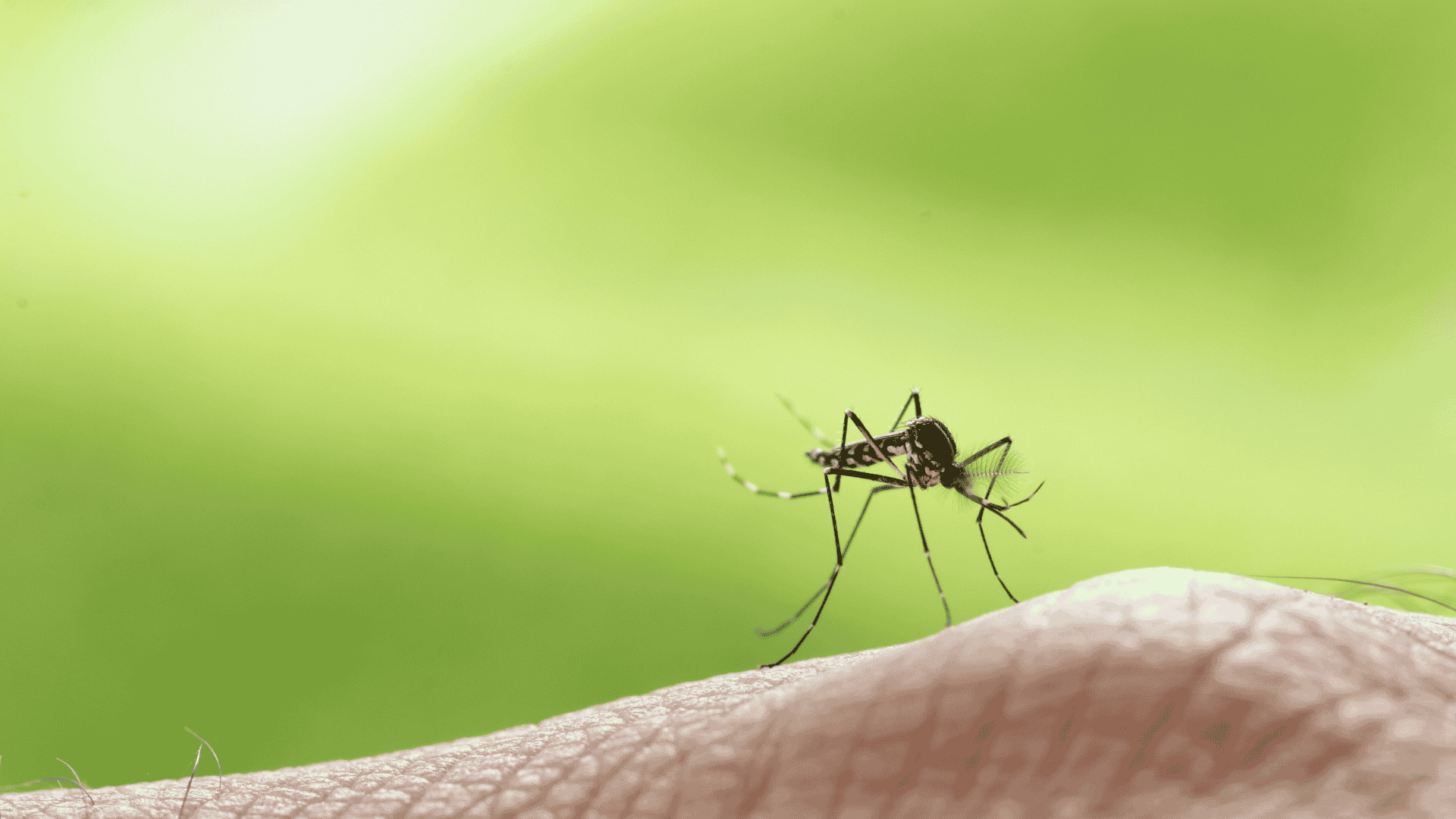 Mosquito Control in Fuquay-Varina, NC