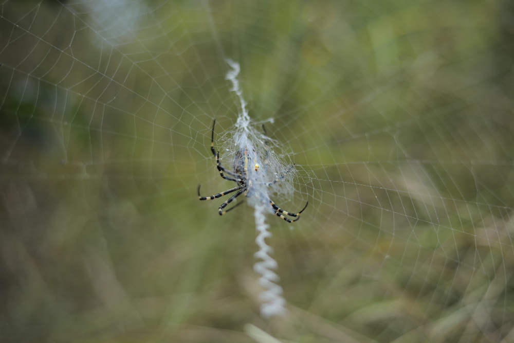 Spider Control in Clayton, NC